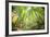 Fresh Greens and a Grassy Path in a Light-Filled German Forest, Baden-Wurttemberg, Germany, Europe-Andy Brandl-Framed Photographic Print