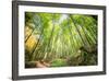 Fresh Greens and a Grassy Path in a Light-Filled German Forest, Baden-Wurttemberg, Germany, Europe-Andy Brandl-Framed Photographic Print