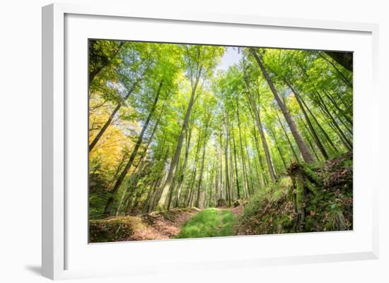 Fresh Greens and a Grassy Path in a Light-Filled German Forest, Baden-Wurttemberg, Germany, Europe-Andy Brandl-Framed Photographic Print