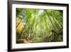 Fresh Greens and a Grassy Path in a Light-Filled German Forest, Baden-Wurttemberg, Germany, Europe-Andy Brandl-Framed Photographic Print