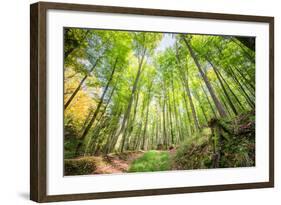 Fresh Greens and a Grassy Path in a Light-Filled German Forest, Baden-Wurttemberg, Germany, Europe-Andy Brandl-Framed Photographic Print