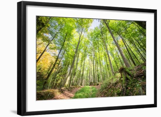 Fresh Greens and a Grassy Path in a Light-Filled German Forest, Baden-Wurttemberg, Germany, Europe-Andy Brandl-Framed Photographic Print