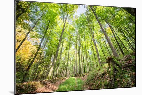 Fresh Greens and a Grassy Path in a Light-Filled German Forest, Baden-Wurttemberg, Germany, Europe-Andy Brandl-Mounted Photographic Print