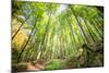 Fresh Greens and a Grassy Path in a Light-Filled German Forest, Baden-Wurttemberg, Germany, Europe-Andy Brandl-Mounted Photographic Print