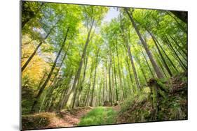 Fresh Greens and a Grassy Path in a Light-Filled German Forest, Baden-Wurttemberg, Germany, Europe-Andy Brandl-Mounted Photographic Print