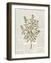 Fresh Herbs 2-Kimberly Allen-Framed Art Print