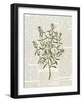 Fresh Herbs 2-Kimberly Allen-Framed Art Print