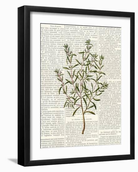 Fresh Herbs 2-Kimberly Allen-Framed Art Print