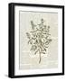 Fresh Herbs 2-Kimberly Allen-Framed Art Print