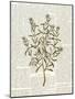 Fresh Herbs 2-Kimberly Allen-Mounted Art Print