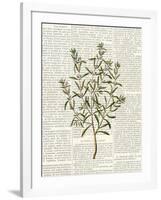 Fresh Herbs 2-Kimberly Allen-Framed Art Print