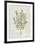 Fresh Herbs 2-Kimberly Allen-Framed Art Print