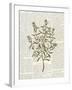 Fresh Herbs 2-Kimberly Allen-Framed Art Print