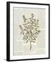 Fresh Herbs 2-Kimberly Allen-Framed Art Print