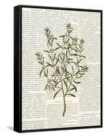 Fresh Herbs 2-Kimberly Allen-Framed Stretched Canvas