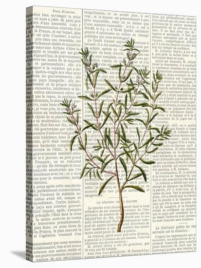 Fresh Herbs 2-Kimberly Allen-Stretched Canvas