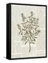 Fresh Herbs 2-Kimberly Allen-Framed Stretched Canvas