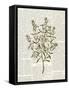 Fresh Herbs 2-Kimberly Allen-Framed Stretched Canvas