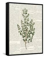 Fresh Herbs 3-Kimberly Allen-Framed Stretched Canvas