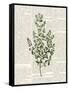 Fresh Herbs 3-Kimberly Allen-Framed Stretched Canvas