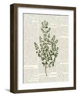 Fresh Herbs 3-Kimberly Allen-Framed Art Print