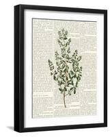 Fresh Herbs 3-Kimberly Allen-Framed Art Print