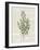 Fresh Herbs 3-Kimberly Allen-Framed Art Print