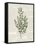 Fresh Herbs 3-Kimberly Allen-Framed Stretched Canvas