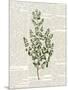 Fresh Herbs 3-Kimberly Allen-Mounted Art Print