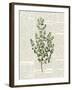 Fresh Herbs 3-Kimberly Allen-Framed Art Print
