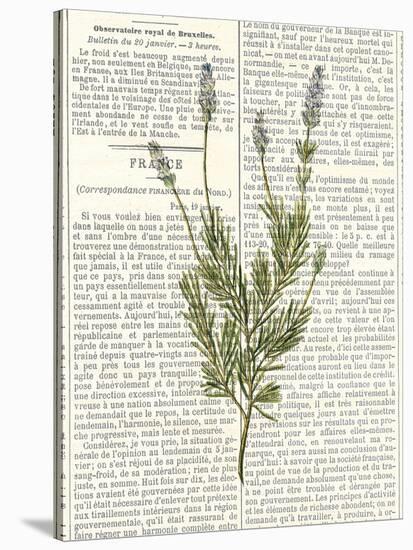 Fresh Herbs 4-Kimberly Allen-Stretched Canvas