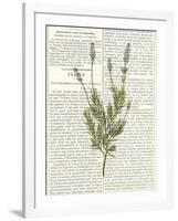 Fresh Herbs 4-Kimberly Allen-Framed Art Print