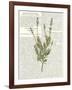 Fresh Herbs 4-Kimberly Allen-Framed Art Print