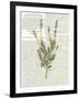 Fresh Herbs 4-Kimberly Allen-Framed Art Print