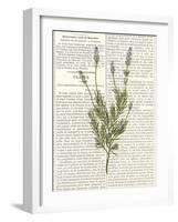 Fresh Herbs 4-Kimberly Allen-Framed Art Print