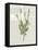 Fresh Herbs 4-Kimberly Allen-Framed Stretched Canvas