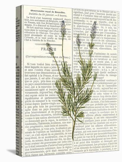 Fresh Herbs 4-Kimberly Allen-Stretched Canvas
