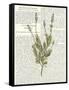 Fresh Herbs 4-Kimberly Allen-Framed Stretched Canvas