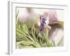 Fresh Herbs and Garlic-Eising Studio - Food Photo and Video-Framed Photographic Print