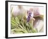 Fresh Herbs and Garlic-Eising Studio - Food Photo and Video-Framed Photographic Print