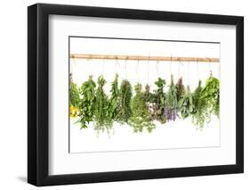 Fresh Herbs Hanging Isolated on White. Basil, Rosemary, Thyme, Mint-LiliGraphie-Framed Premium Photographic Print