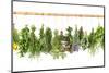 Fresh Herbs Hanging Isolated on White. Basil, Rosemary, Thyme, Mint-LiliGraphie-Mounted Premium Photographic Print