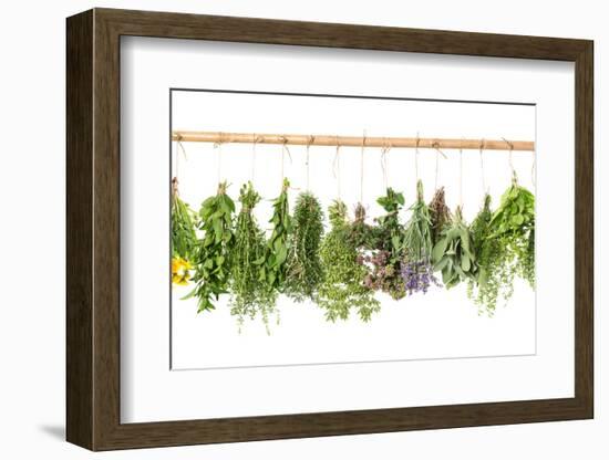 Fresh Herbs Hanging Isolated on White. Basil, Rosemary, Thyme, Mint-LiliGraphie-Framed Photographic Print