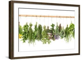 Fresh Herbs Hanging Isolated on White. Basil, Rosemary, Thyme, Mint-LiliGraphie-Framed Photographic Print