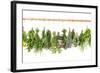 Fresh Herbs Hanging Isolated on White. Basil, Rosemary, Thyme, Mint-LiliGraphie-Framed Photographic Print