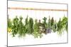 Fresh Herbs Hanging Isolated on White. Basil, Rosemary, Thyme, Mint-LiliGraphie-Mounted Photographic Print