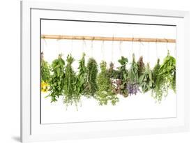 Fresh Herbs Hanging Isolated on White. Basil, Rosemary, Thyme, Mint-LiliGraphie-Framed Photographic Print