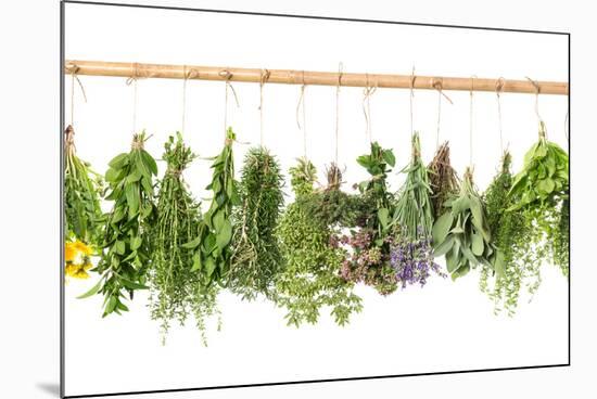 Fresh Herbs Hanging Isolated on White. Basil, Rosemary, Thyme, Mint-LiliGraphie-Mounted Photographic Print