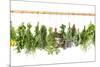 Fresh Herbs Hanging Isolated on White. Basil, Rosemary, Thyme, Mint-LiliGraphie-Mounted Photographic Print