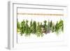 Fresh Herbs Hanging Isolated on White. Basil, Rosemary, Thyme, Mint-LiliGraphie-Framed Photographic Print